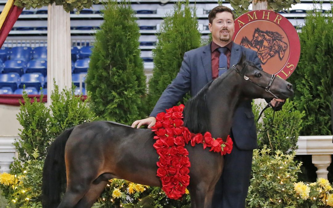 Mr. Ed