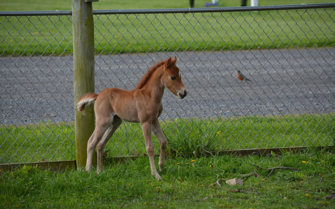 EaglesNest Strykers Red Phoenix (AMHR) – pending
